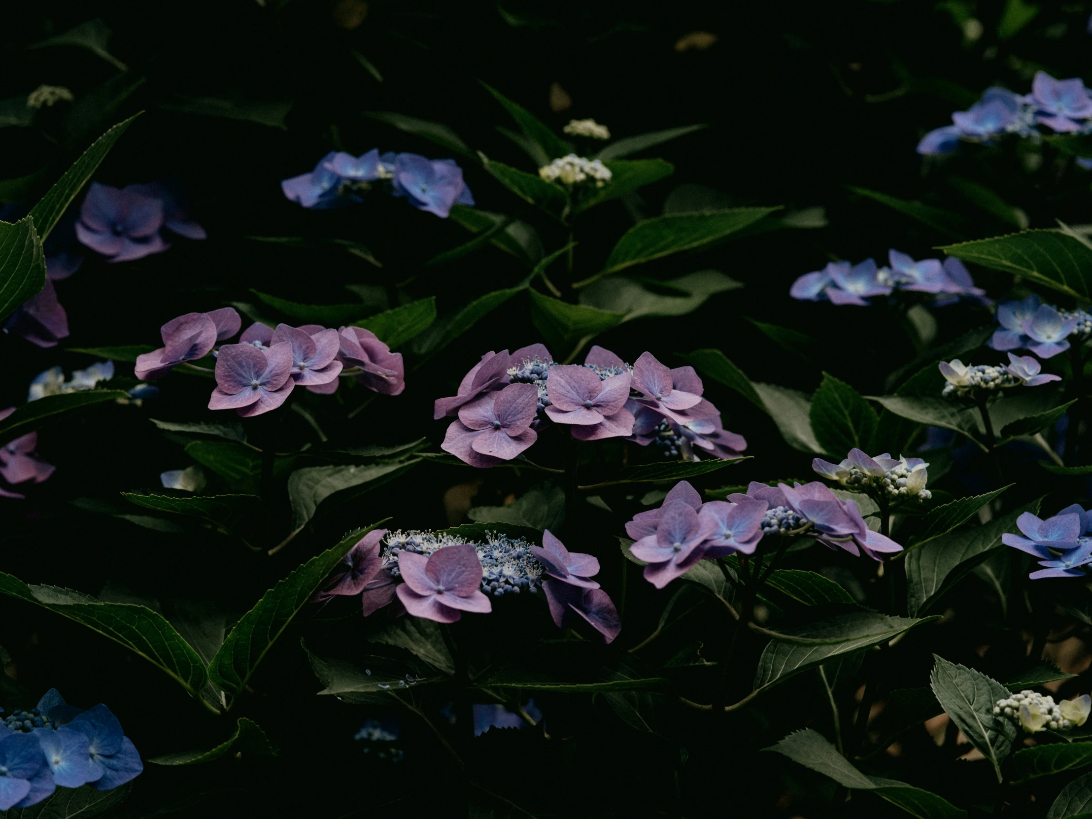 some purple and blue flowers are growing by itself