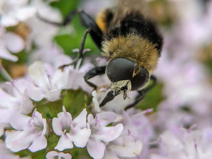 a close up of a bee on some purple flowers