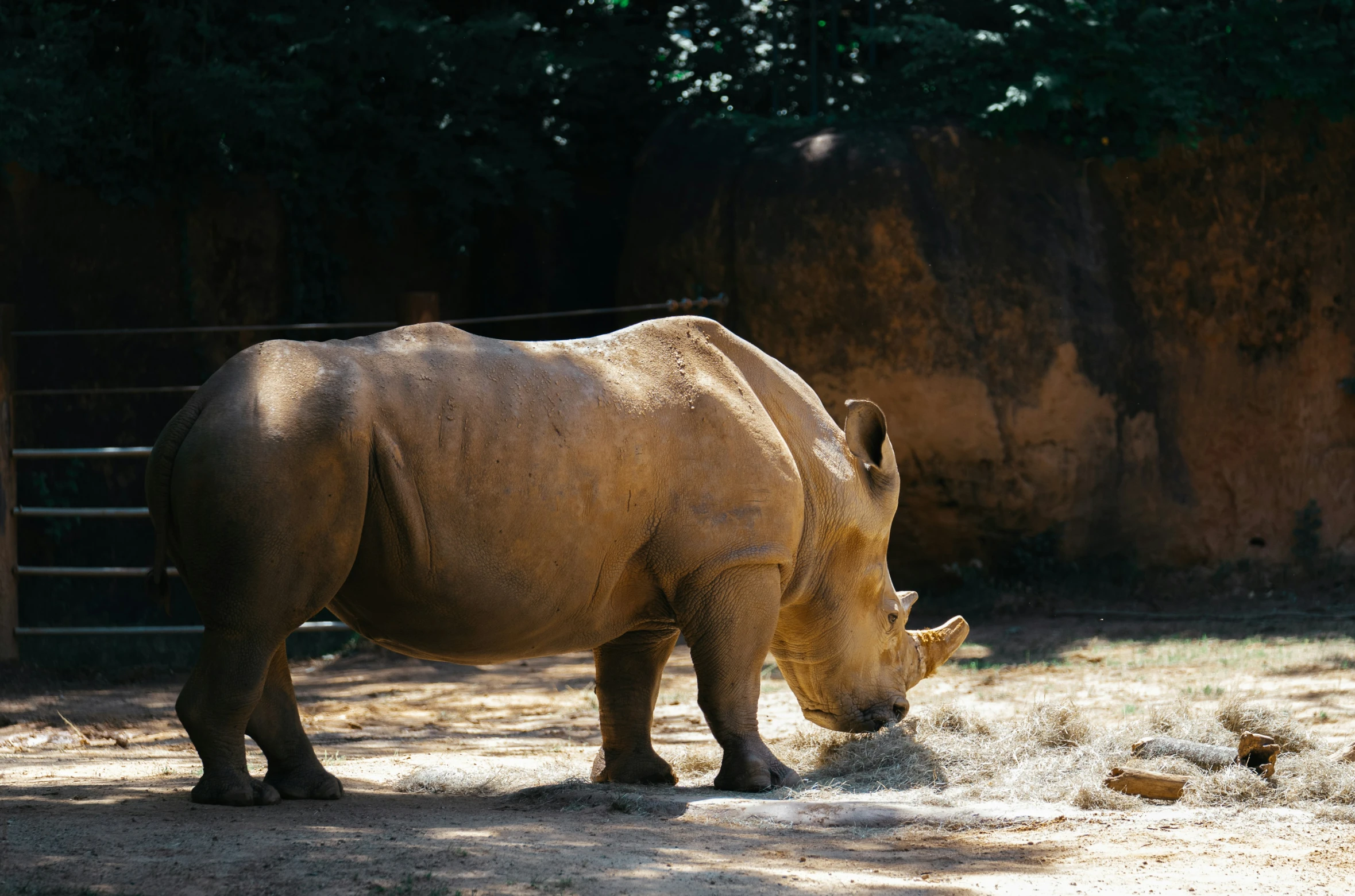 an animal grazing on hay next to a forest