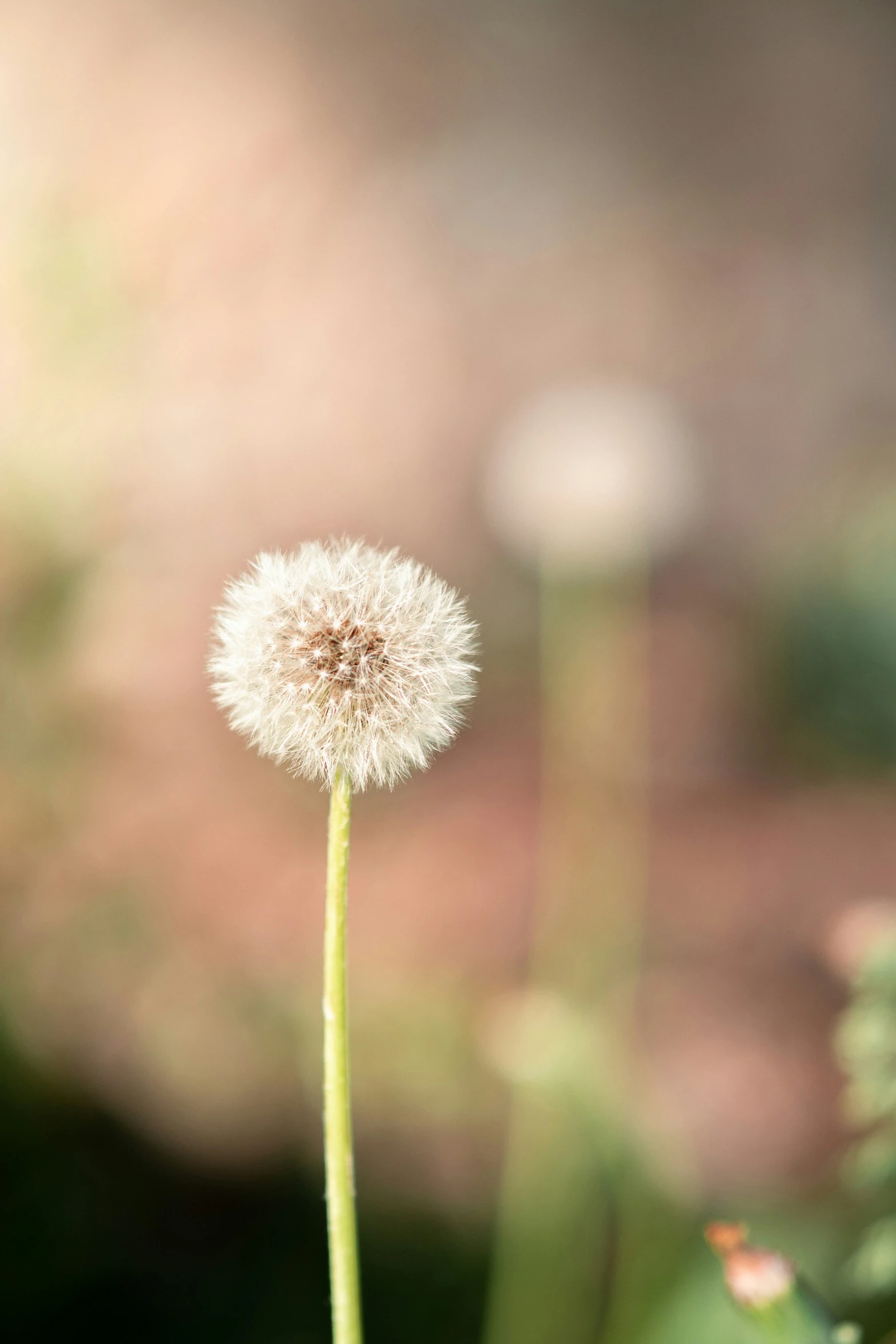 a dandelion with the seeds blowing in the wind