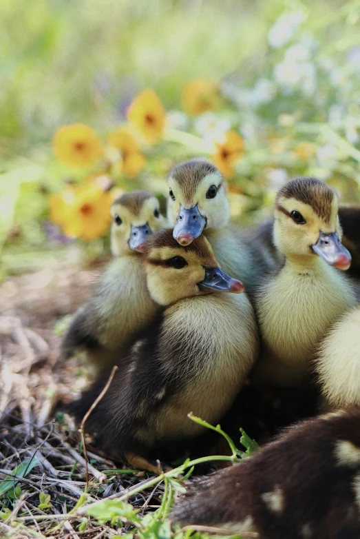 some little ducks are together in the grass