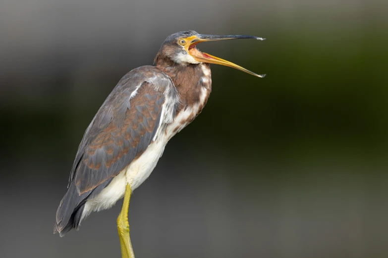 a bird is standing on a stick with it's mouth open