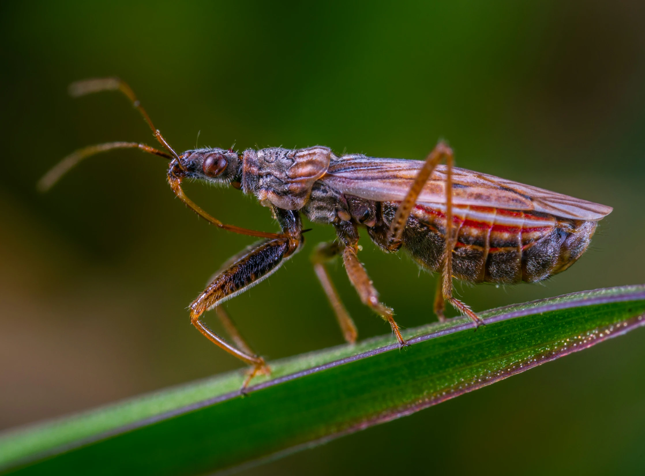 the bug is sitting on the green leaf