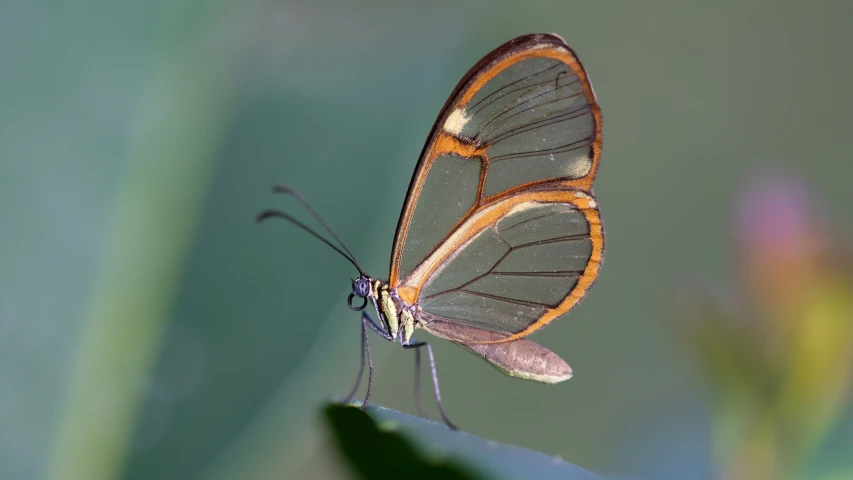 an orange and blue erfly perched on top of a leaf