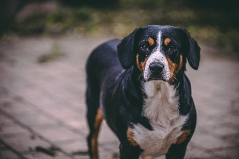 a dog that is standing up on a brick road