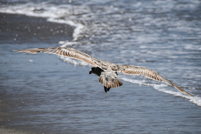 there is an image of a bird flying above the water