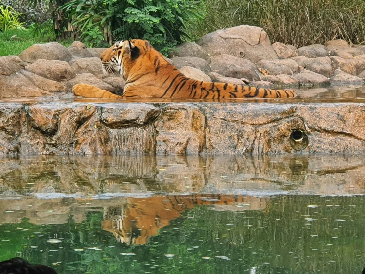 a tiger laying down near water at a zoo