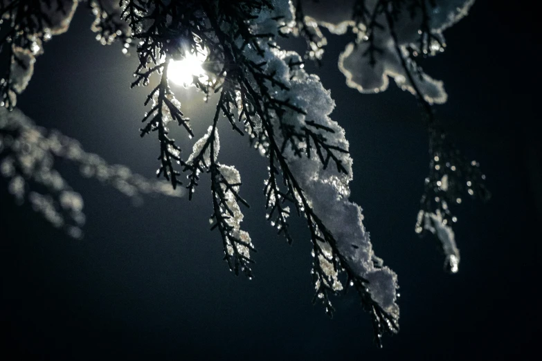 snow covered nches against a night sky and light