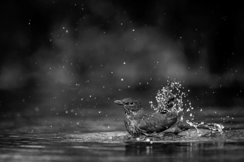 an animal splashing water into the air