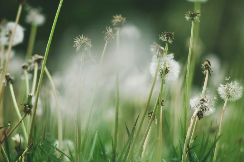 the plants are tall and in a field