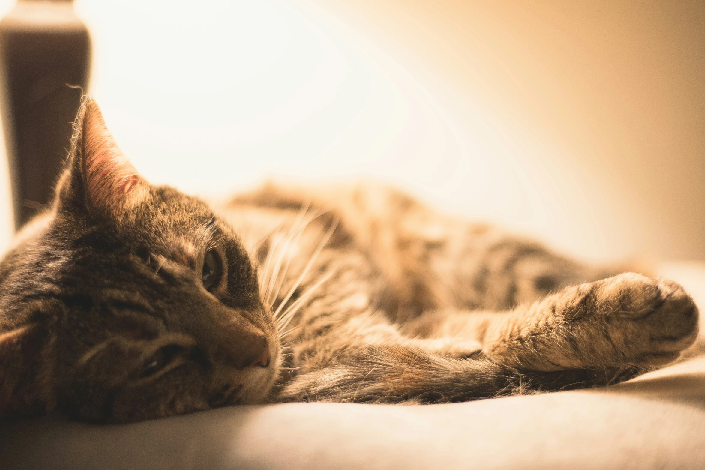 a brown cat is laying down and resting