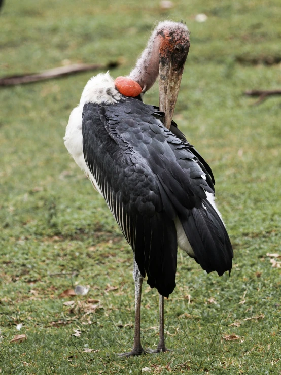 a black and white bird with a small beak standing on the grass