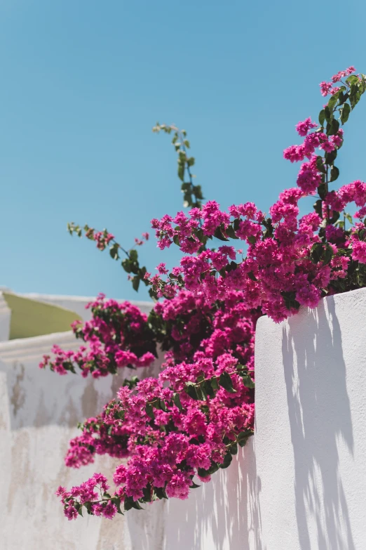 pink flowers growing on the side of a building