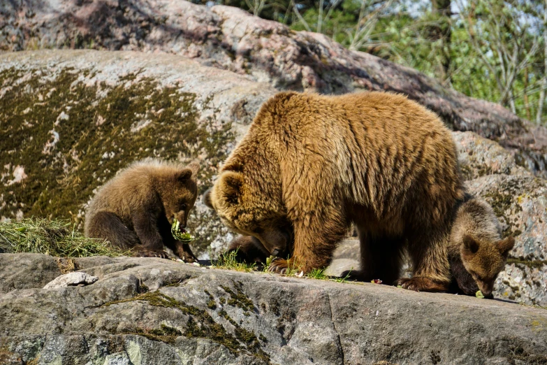 a brown bear and two cubs are grazing