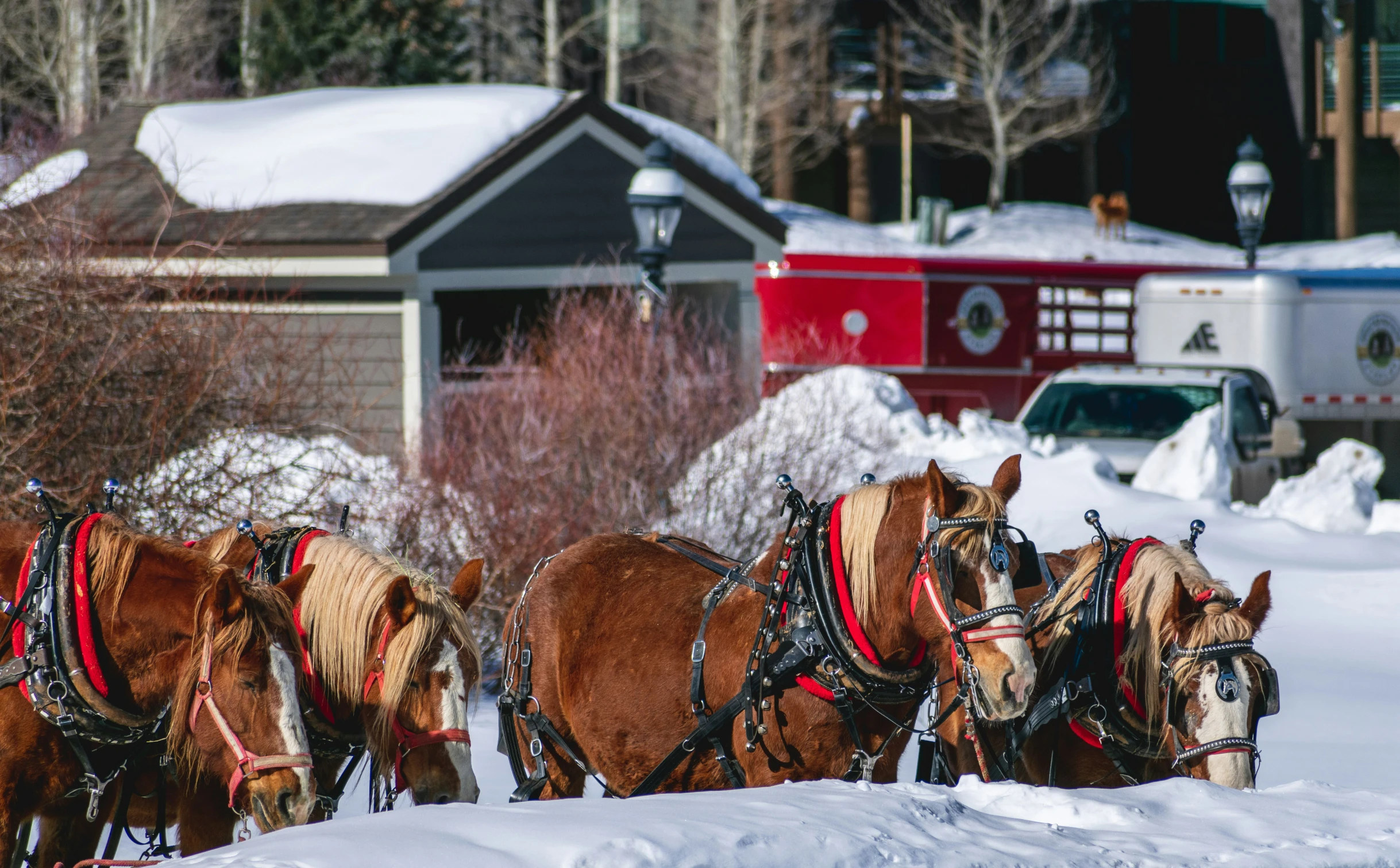 a horse sleigh that is pulling two draft horses