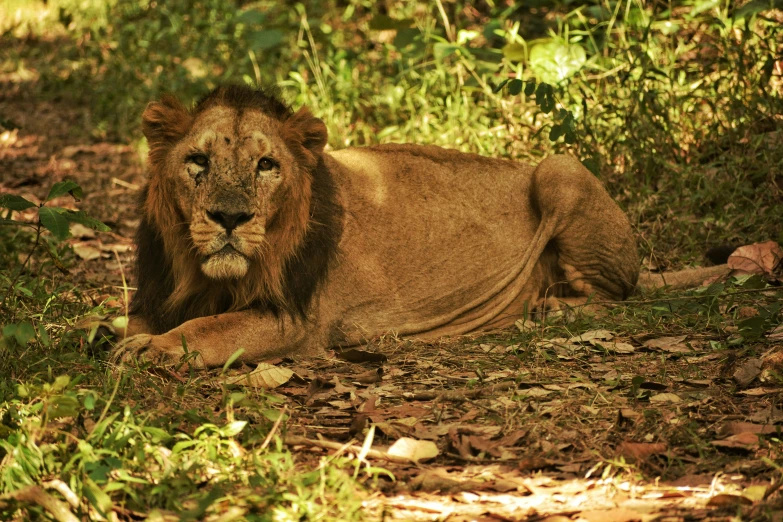 an adult lion lays down in the grass