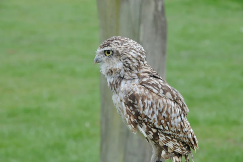 an owl perched on a log on a grassy field