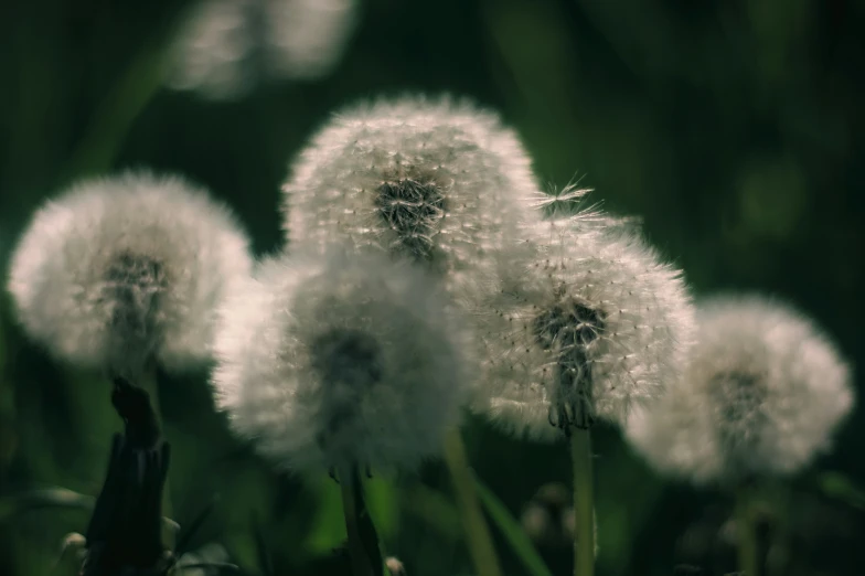 two dandelion are shown on a plant in a field