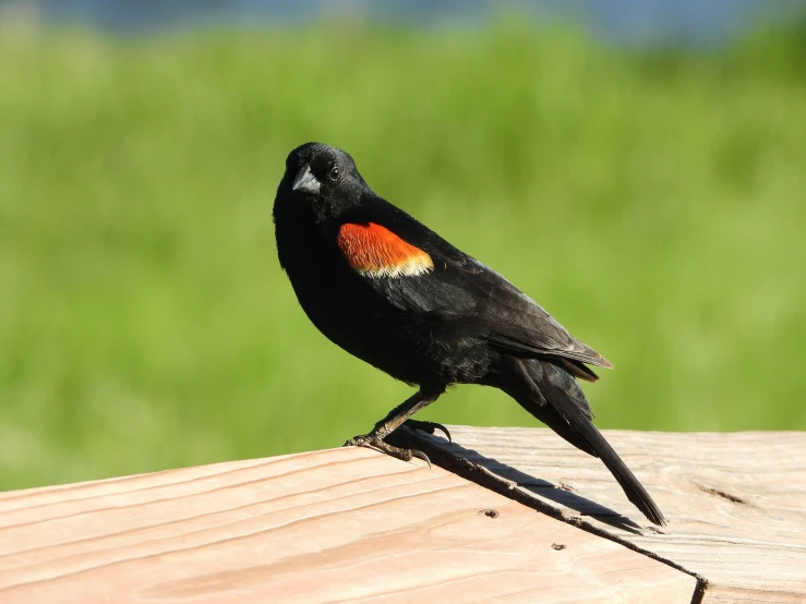 black bird with red crest sitting on wooden railing