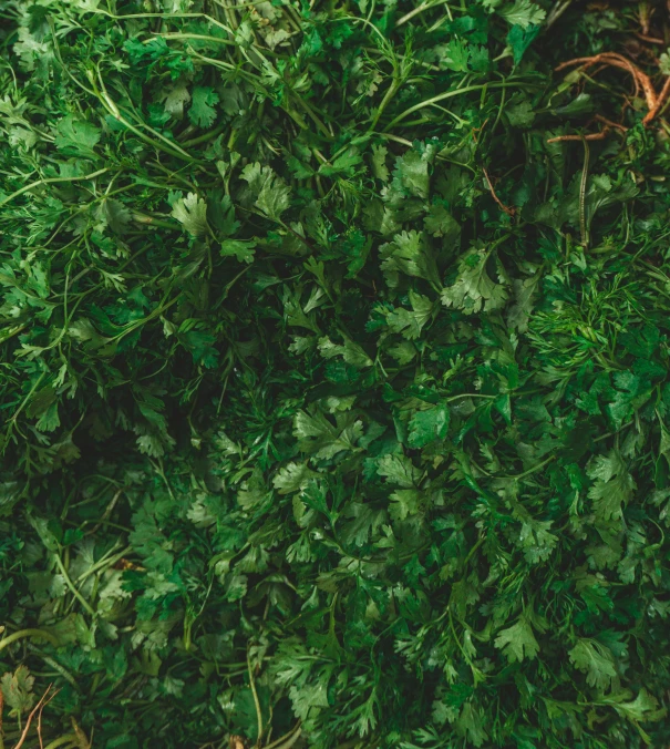 an aerial view of a green forest full of leaves