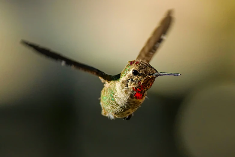 hummingbird with red feathers flying and flapping