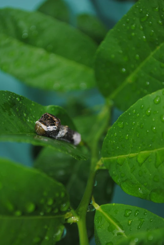 a green leaf with a bug on it in the center