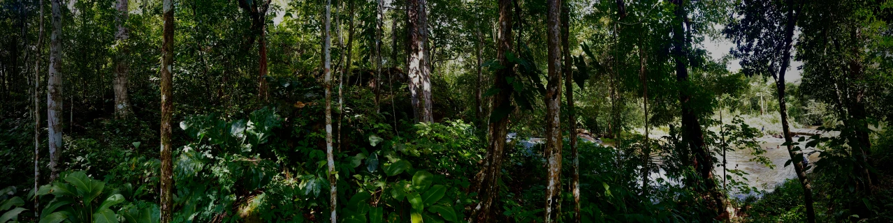 an elephant walking across a forest filled with tall trees