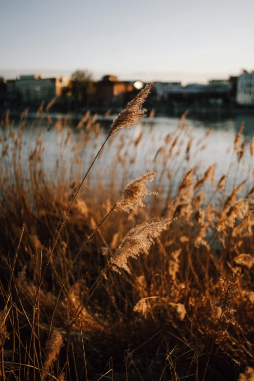 grasses blowing in the wind near a body of water