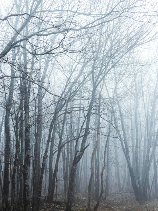 fog in the forest with lots of trees