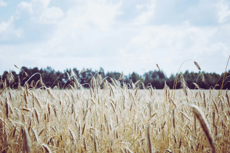 a wheat field with lots of tall grass