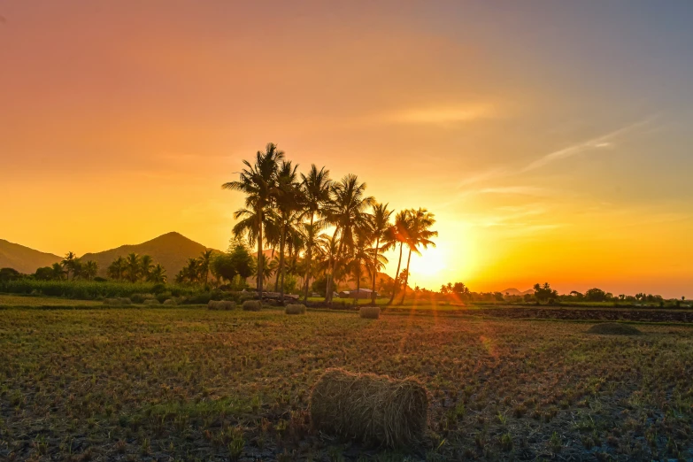 a field filled with grass next to palm trees