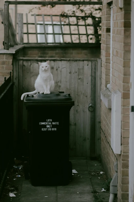 a white cat sitting on top of a trash can