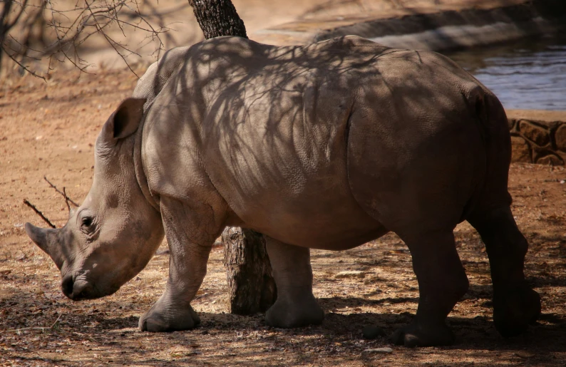 a rhino grazing on dry grass near a river