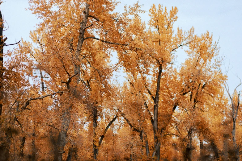 trees in a park are fully yellow and green