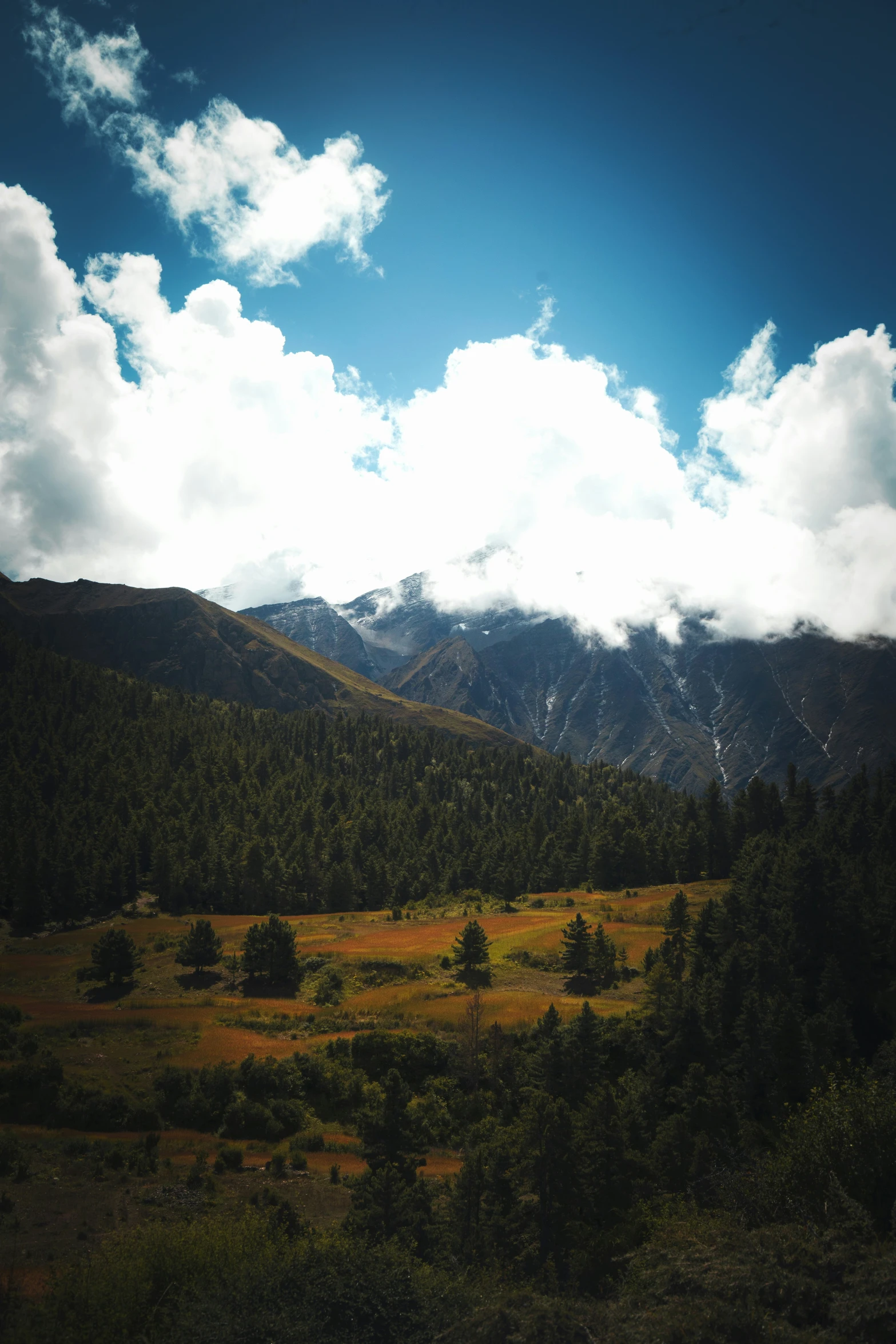 a green field with grass and trees under clouds