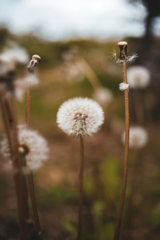 the dandelions are starting to seed and have white seeds