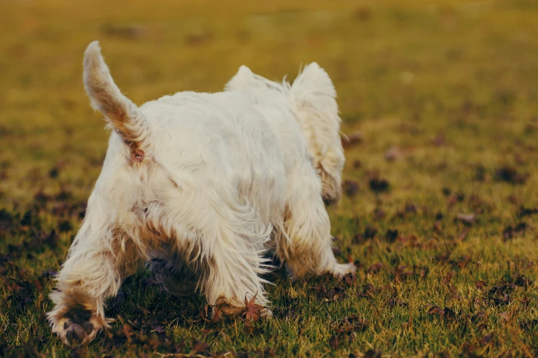 a small white dog walking across a grass covered field