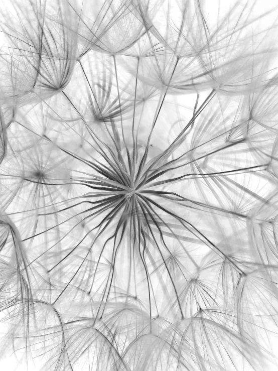 abstract pattern made with a dandelion pograph