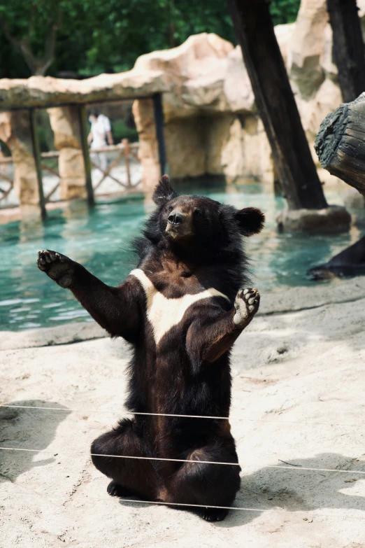 an animal is sitting in the middle of a zoo enclosure