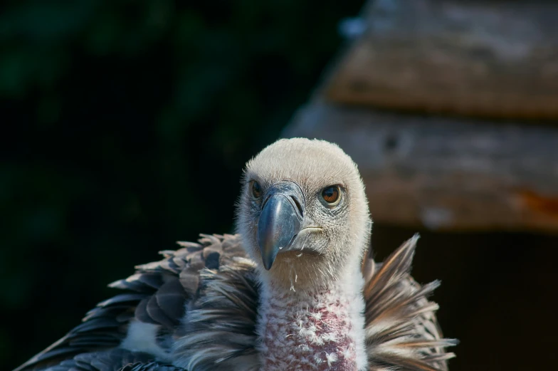 a large bird is standing in the sun