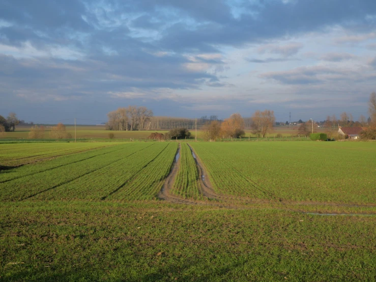 a green field with two tracks of dirt on the ground