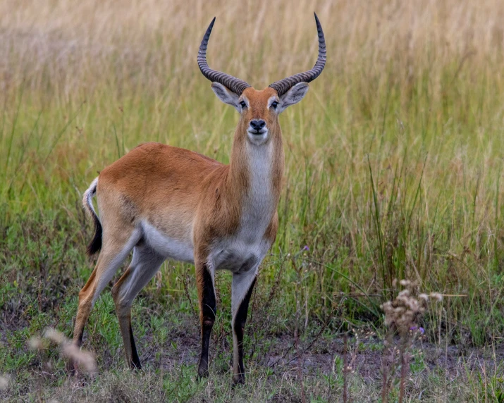 the deer is standing in the tall grass