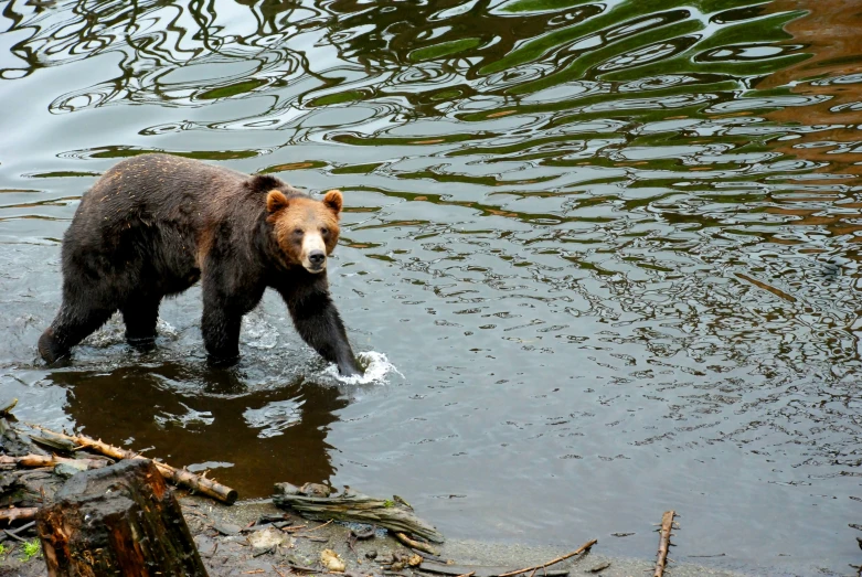 a brown bear walking across a river near the shore