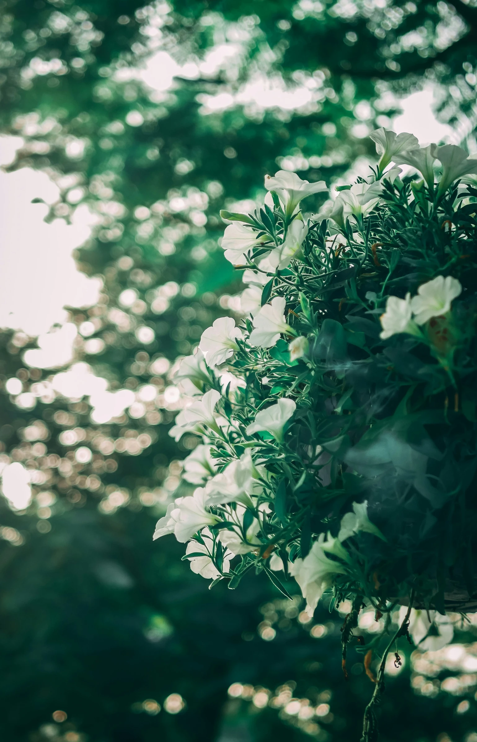 a picture of some white flowers on a tree