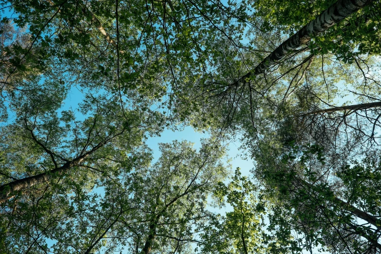 tall trees reaching into the air on a sunny day