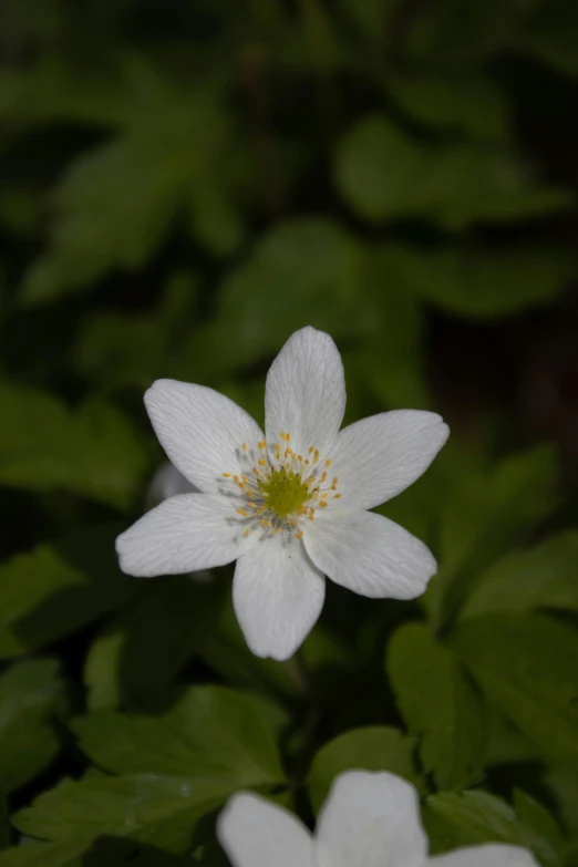 there are flowers that are white in the ground