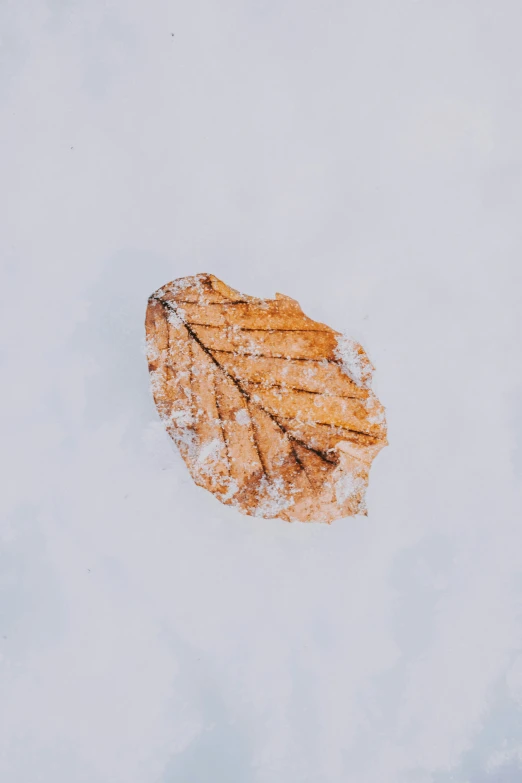 a dried leaf against the sky with no clouds