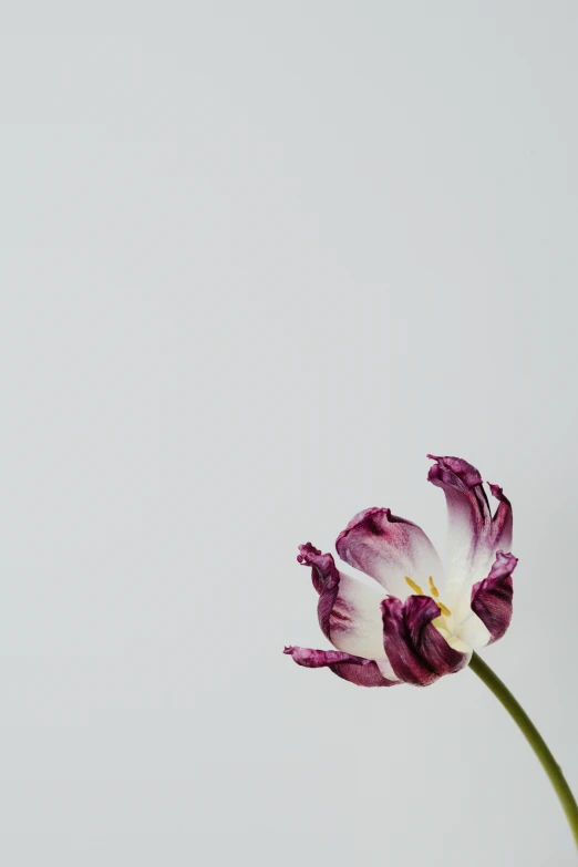 a purple and white flower against a grey sky