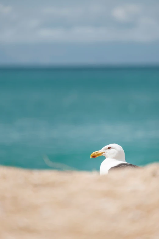 a bird standing in the sand of a beach