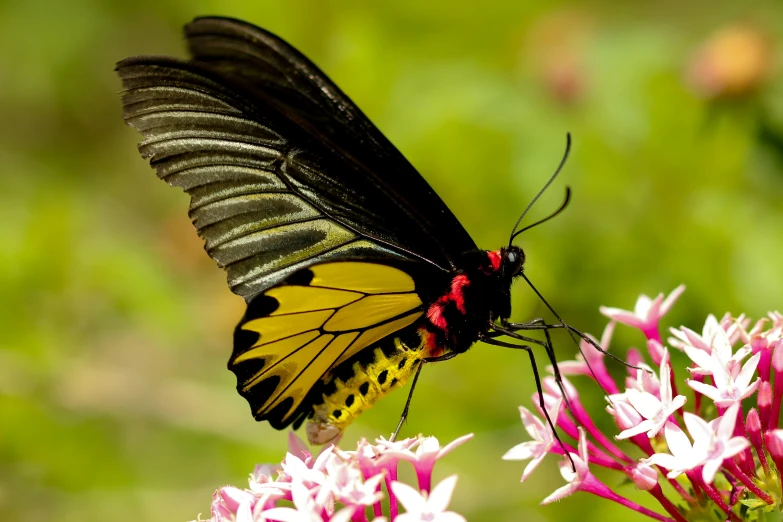 a black and yellow erfly on some purple flowers